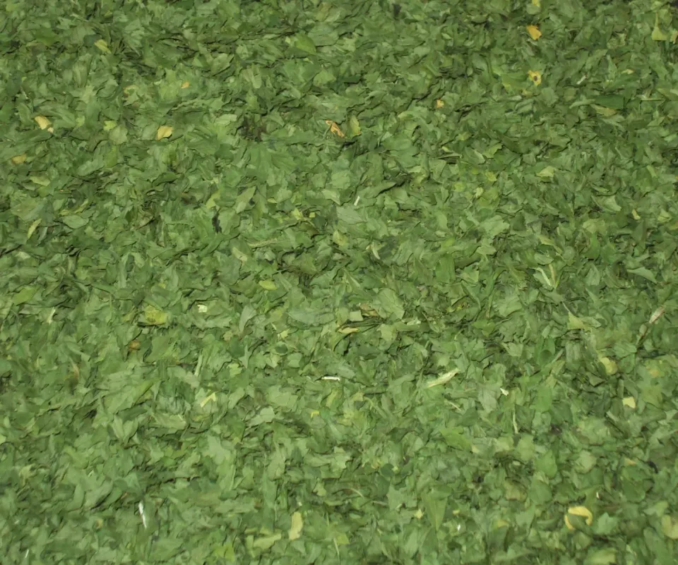 Canarie Prezzemolo a Foglie Secco 100 g selezionato