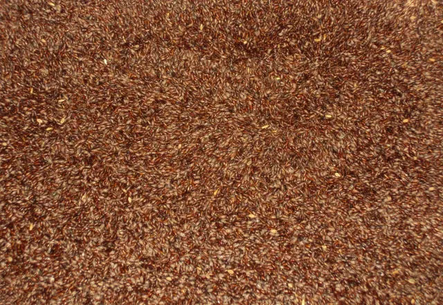 Sicilia che Gusto Psillio Semi Lucenti Italiani 100 g