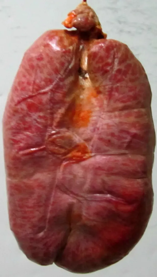 Sicilia che Gusto Nduja Trancio 300-400 g in Budello