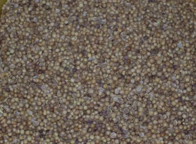 Sicilia che Gusto Coriandolo 100 g spezia aromatica